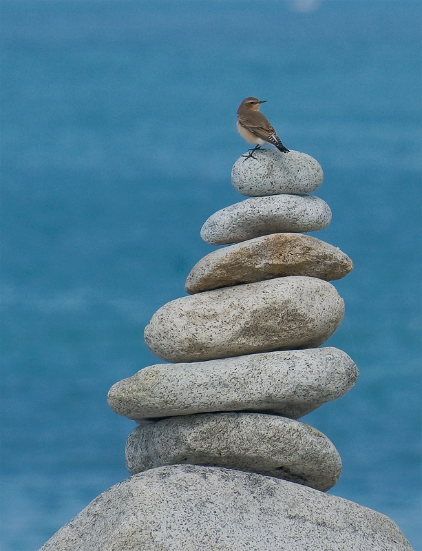 Tiere Bretagne  D35_2640 als Smart-Objekt-1 Kopie.jpg